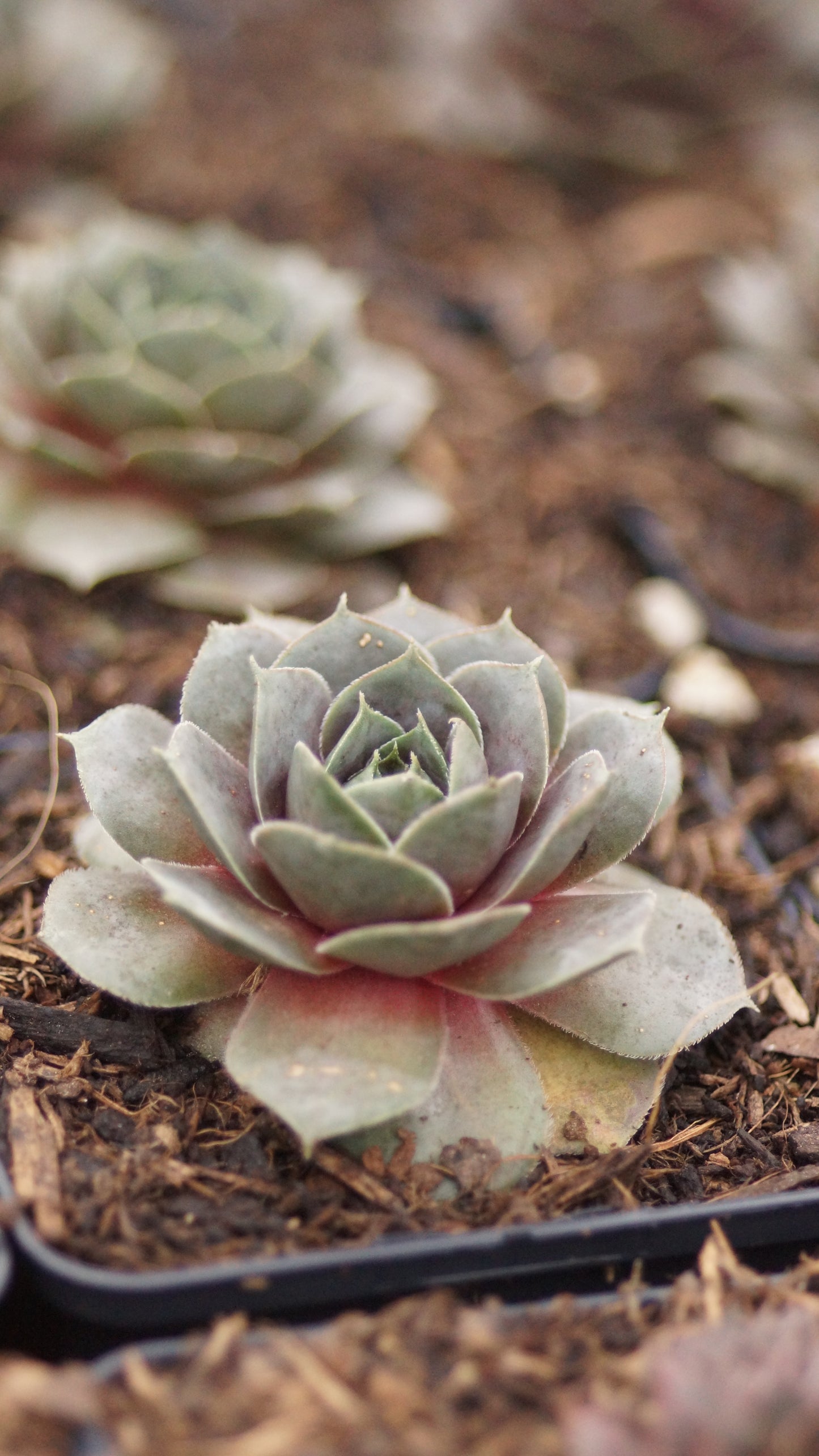 Sempervivum Hybride 'Rita Jane' - Hauswurz