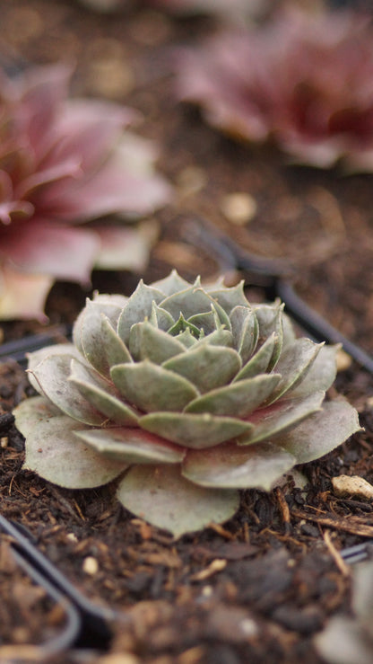 Sempervivum Hybride 'Rita Jane' - Hauswurz