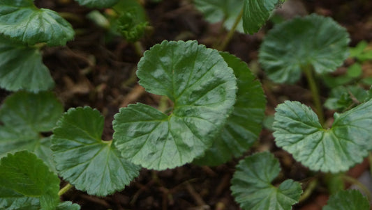 Gunnera magellanica - Magellan-Mammutblatt