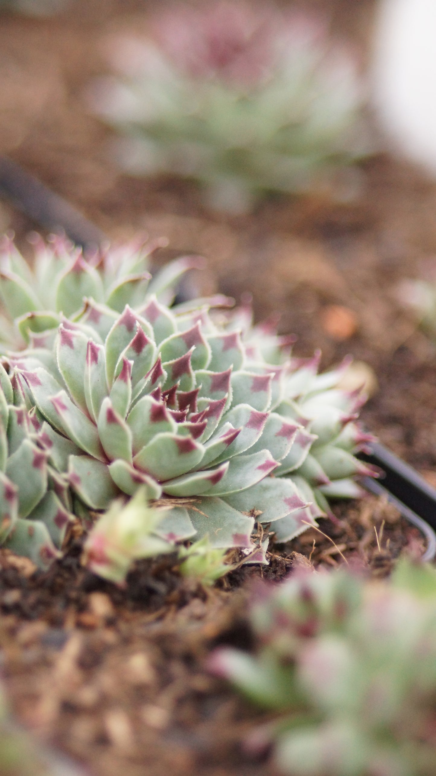 Sempervivum Calcareum-Hybride 'Mrs. Giuseppi' - Hauswurz
