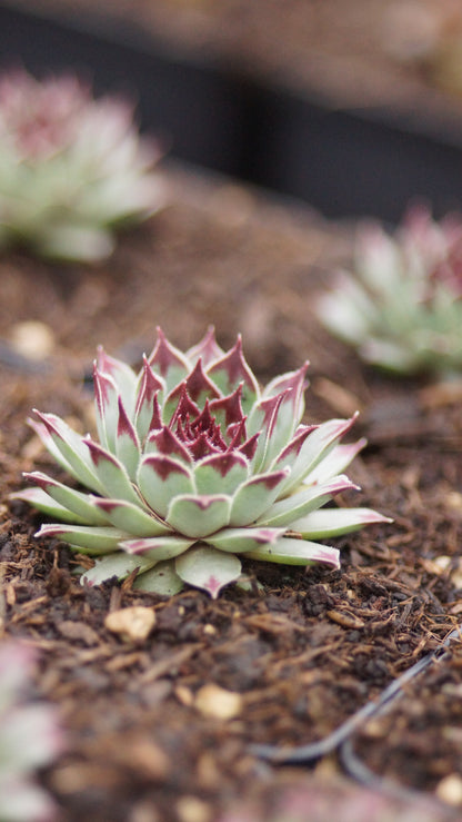 Sempervivum Calcareum-Hybride 'Mrs. Giuseppi' - Hauswurz