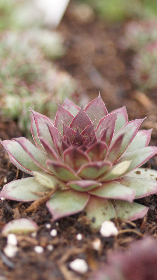 Sempervivum Hybride 'Elisabeth' - Hauswurz