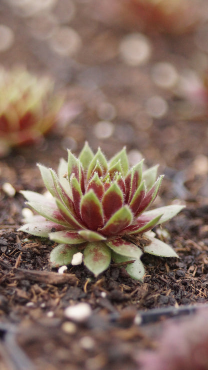 Sempervivum Hybride 'Tordeurs Memory' - Hauswurz