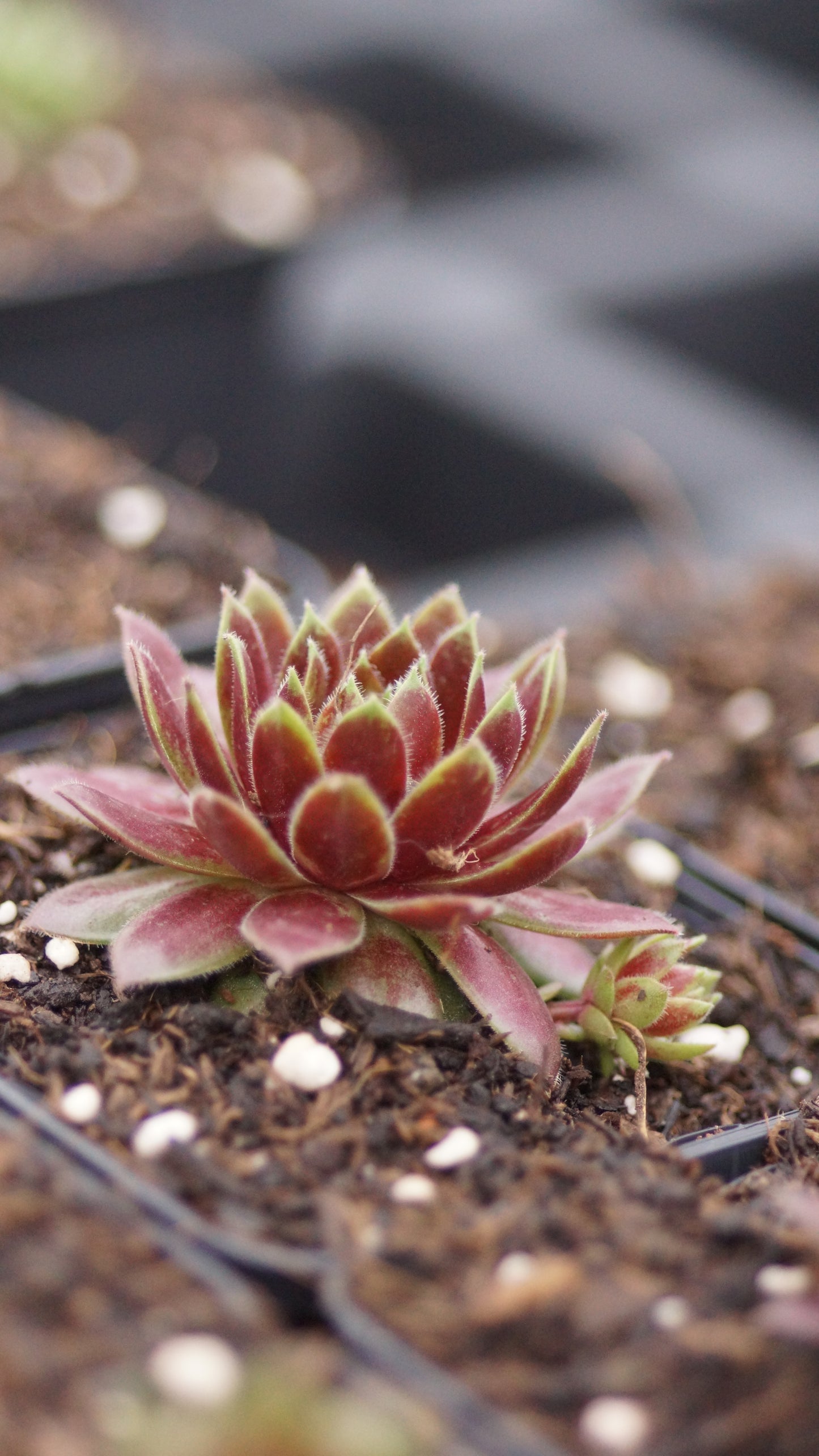 Sempervivum Hybride 'Tordeurs Memory' - Hauswurz