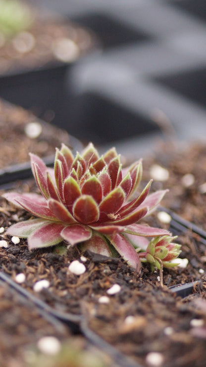 Sempervivum Hybride 'Tordeurs Memory' - Hauswurz