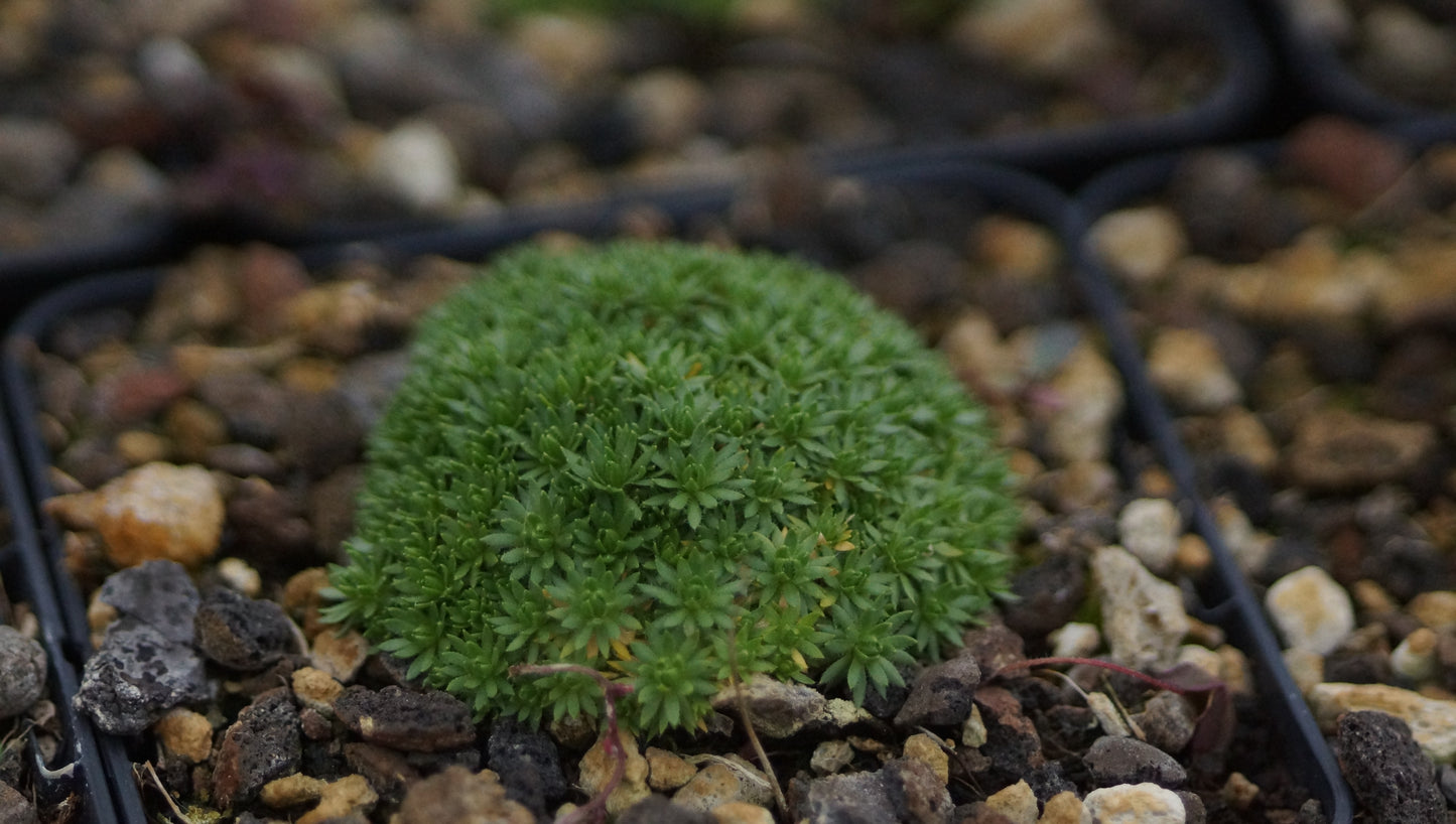 Draba mollissima -Hungerblümchen