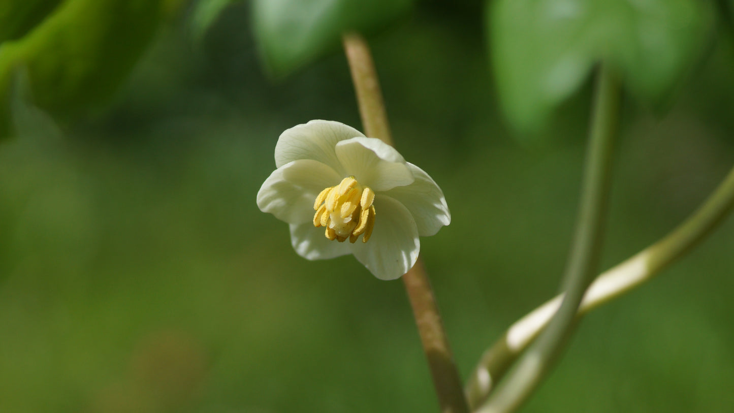 Podophyllum peltatum - Maiapfel