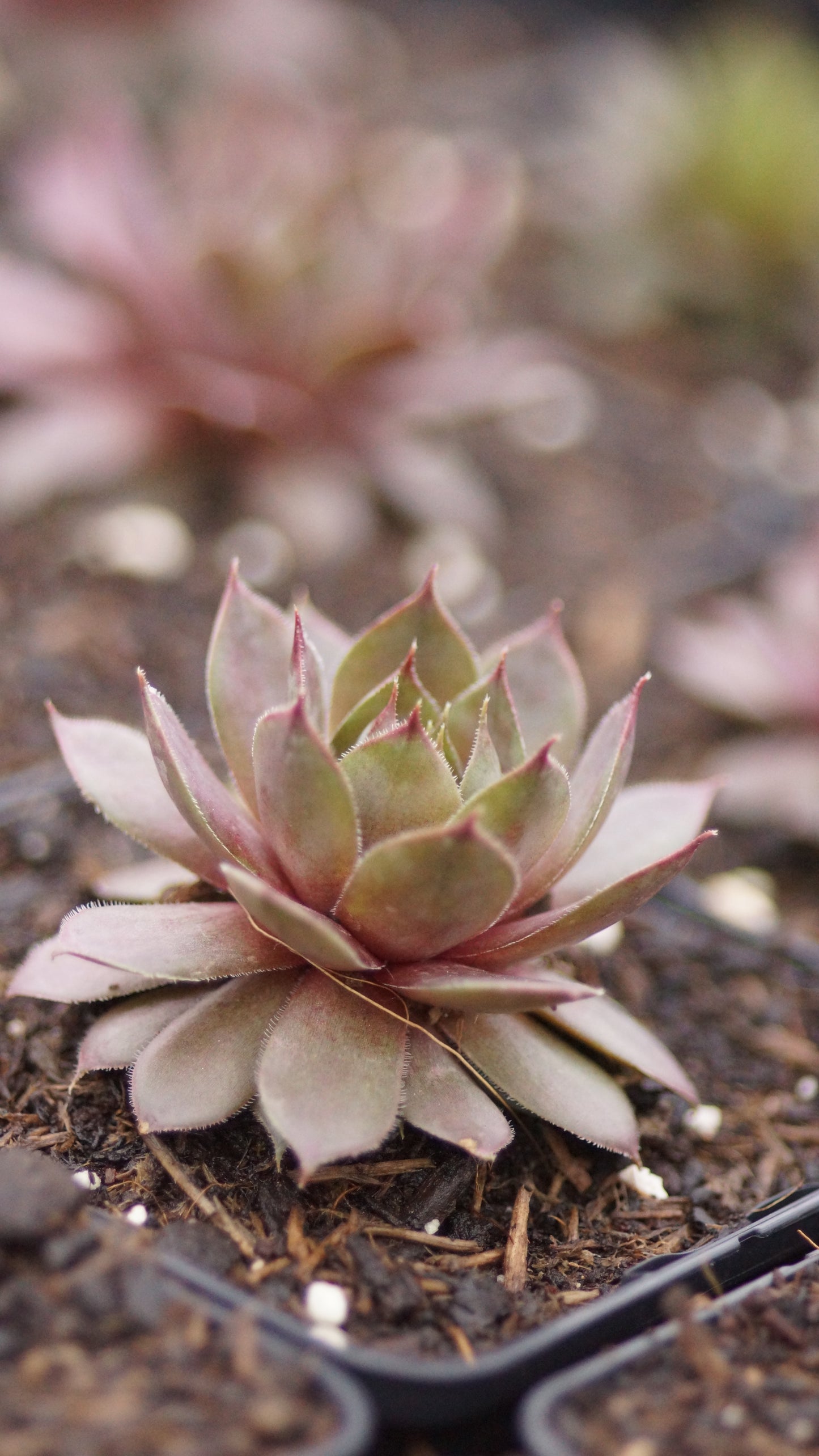 Sempervivum Hybride 'Prairie Sunset' - Hauswurz