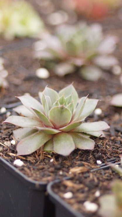 Sempervivum Hybride 'Athen' - Hauswurz