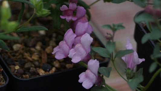 Antirrhinum australe 'Roseum' - Iberisches Löwenmaul