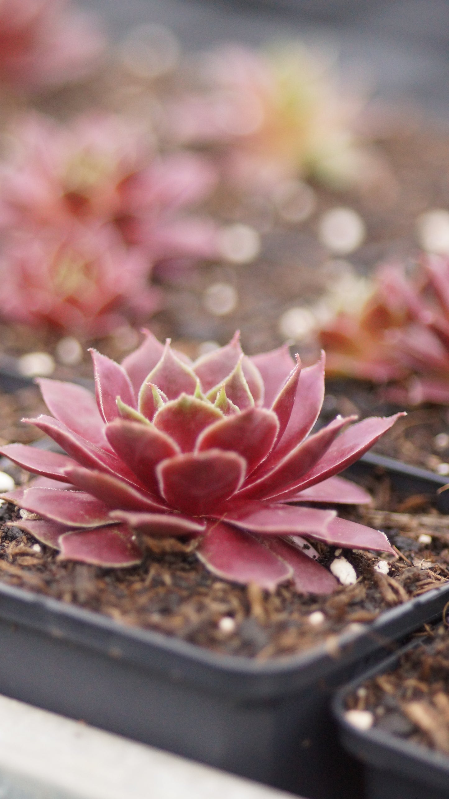 Sempervivum Hybride 'Red Chief' - Hauswurz