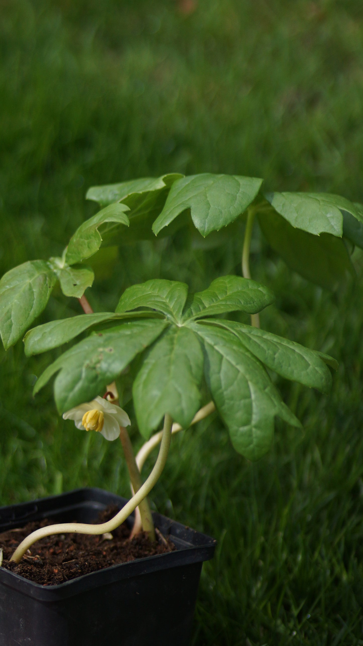 Podophyllum peltatum - Maiapfel