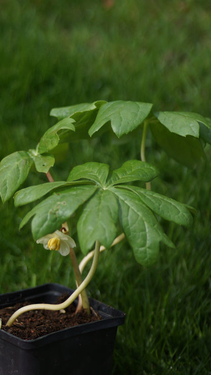 Podophyllum peltatum - Maiapfel