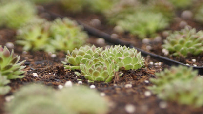 Sempervivum Hybride 'Lipstick' - Hauswurz