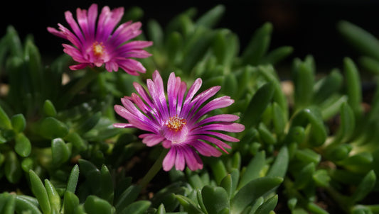 Delosperma Hybride 'Manga Eyes' - Mittagsblume