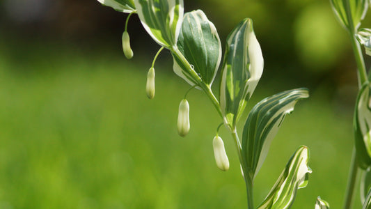 Polygonatum x hybridum 'Striatum' - Weissbuntes Salomonssiegel