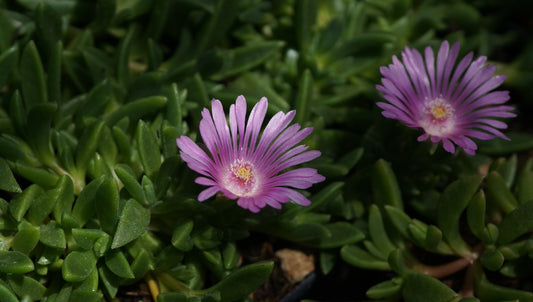 Delosperma Hybride 'Sweet Dreams' - Mittagsblume