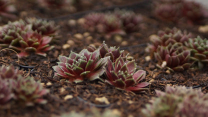 Sempervivum Arachnoideum-Hybride 'Silberspitz' - Spinnweben-Hauswurz