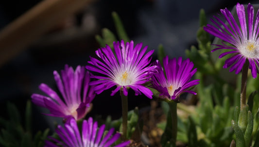 Delosperma Hybride 'Florina' - Mittagsblume