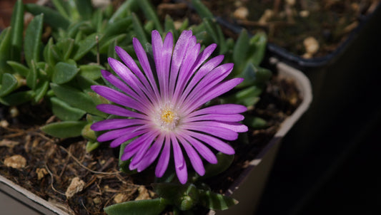Delosperma obtusum 'Pink Zulu' - Mittagsblume