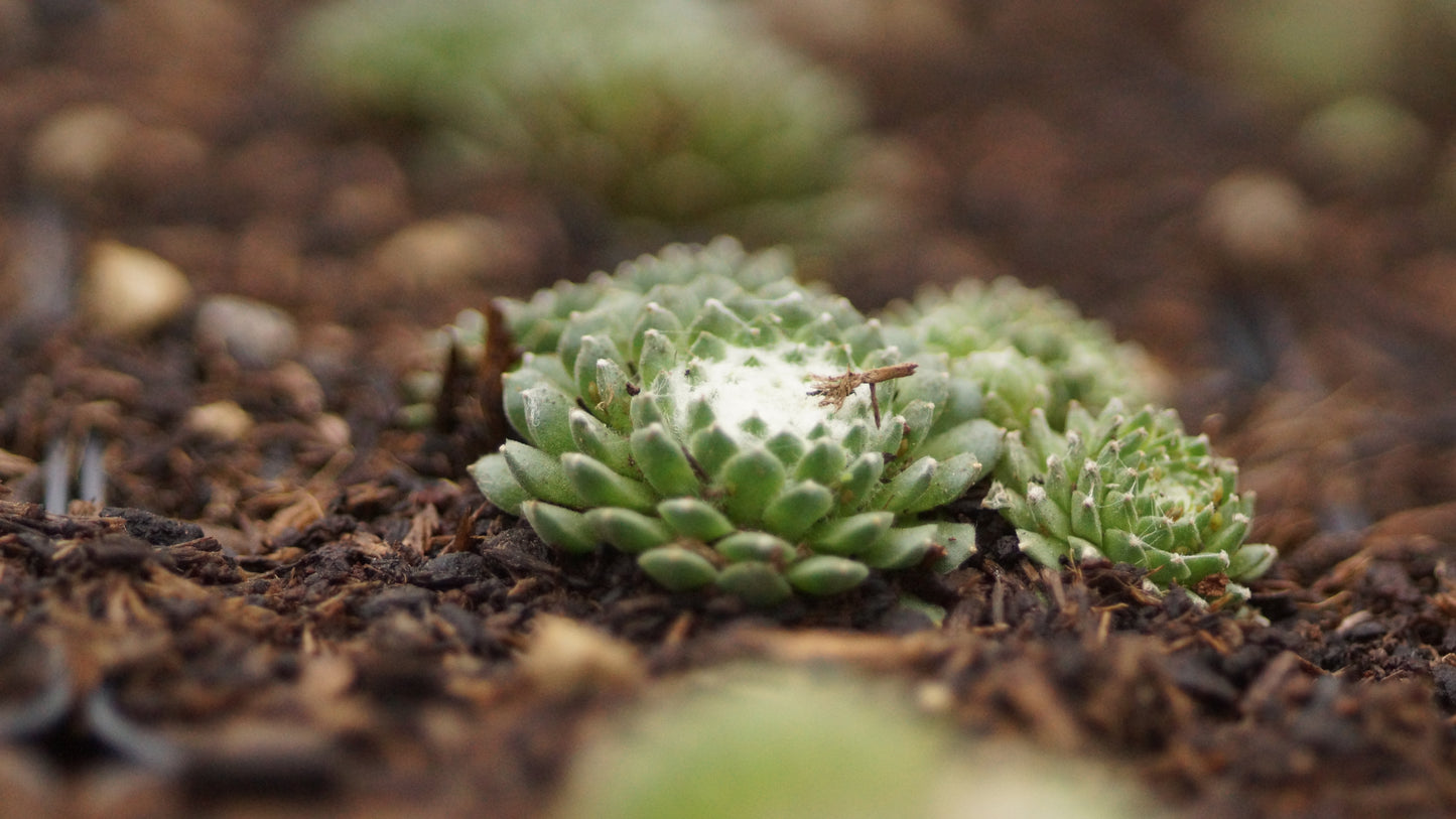 Sempervivum arachnoideum 'Laggeri Usteccio' - Spinnweben-Hauswurz