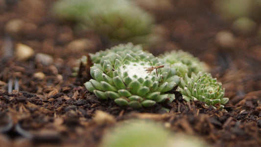 Sempervivum arachnoideum 'Laggeri Usteccio' - Spinnweben-Hauswurz