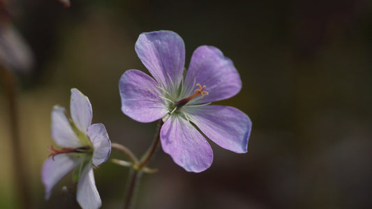 Geranium maculatum 'Espresso' - Gefleckter Storchschnabel
