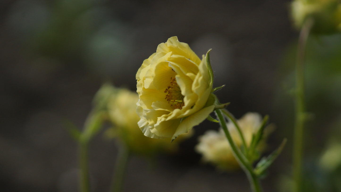 Geum Hybride 'Cocktail Gimlet' - Nelkenwurz