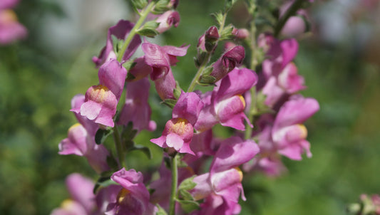 Antirrhinum hispanicum x majus 'Birgit' - Löwenmäulchen