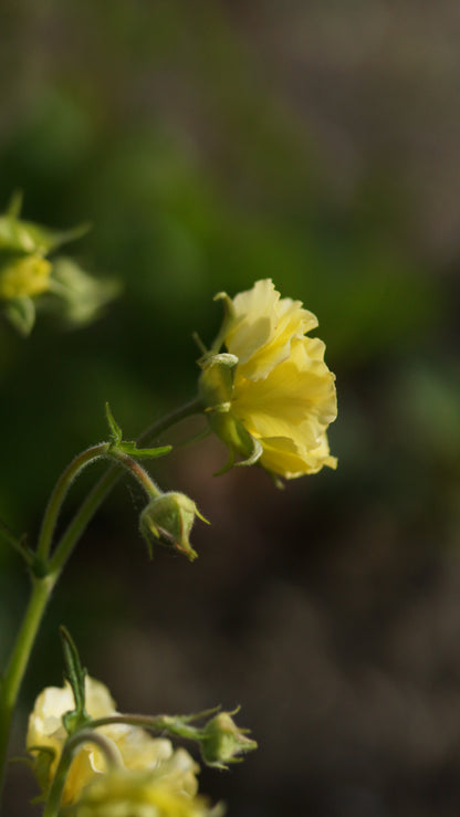Geum Hybride 'Cocktail Gimlet' - Nelkenwurz
