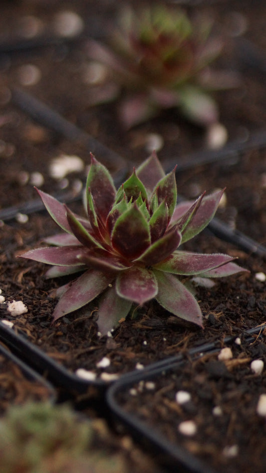 Sempervivum Hybride 'Killer' - Hauswurz