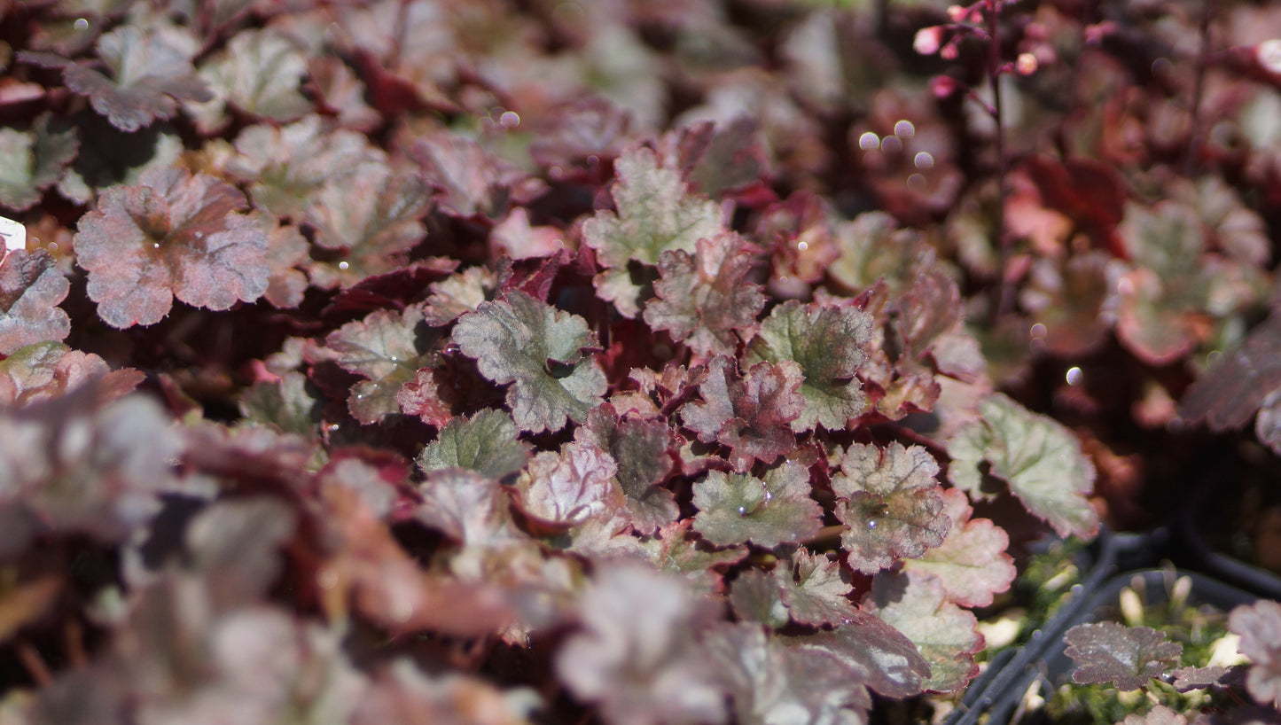 Heuchera Hybride 'Petite Pearl Fairy' - Zwerg-Purpurglöckchen