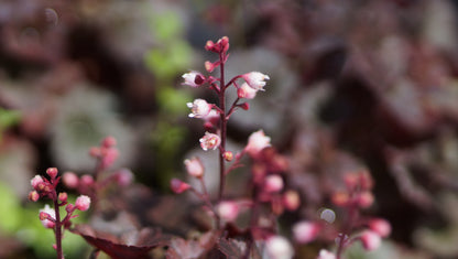 Heuchera Hybride 'Petite Pearl Fairy' - Zwerg-Purpurglöckchen