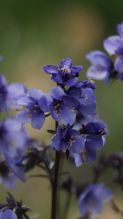 Polemonium yezoense 'Purple Rain Strain' - Purpur-Jakobsleiter