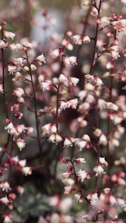 Heuchera Hybride 'Petite Marbled Burgundy' - Zwerg-Purpurglöckchen