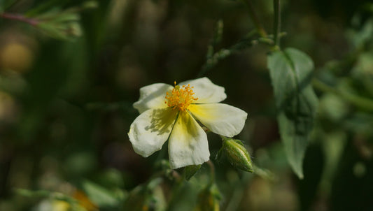 Helianthemum Hybride 'Elfenbeinglanz' - Sonnenröschen