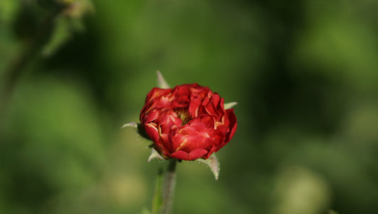 Geum Hybride 'Firestarter' - Nelkenwurz