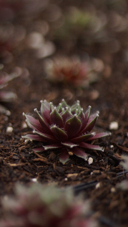 Sempervivum Hybride 'Rauhreif' - Hauswurz