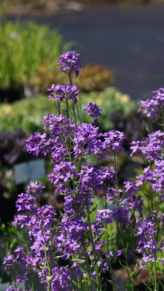 Hesperis matronalis - Nachtviole