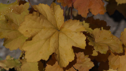 Heuchera Hybride 'Caramel'  - Purpurglöckchen