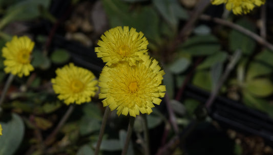 Hieracium tomentosum - Filziges Habichtskraut