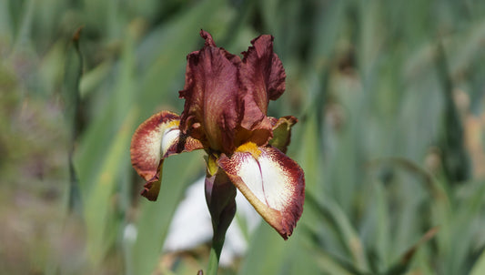 Iris barbata-elatior 'Rimfire' - Hohe Bart-Iris