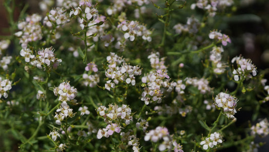 Hormathophylla spinosa - Dorniges Steinkraut
