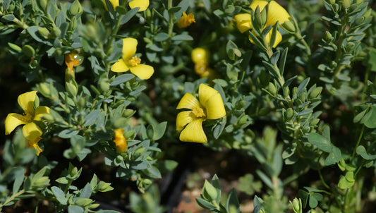 Hypericum aegypticum - Mittelmeer-Johanniskraut