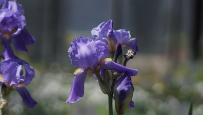 Iris pallida 'Aurea Variegata' - Schwertlilie