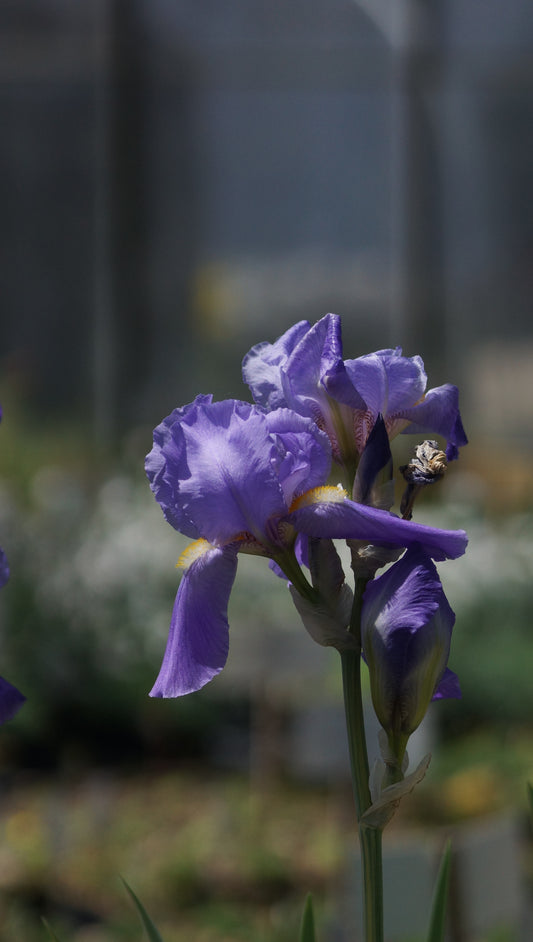 Iris pallida 'Aurea Variegata' - Schwertlilie