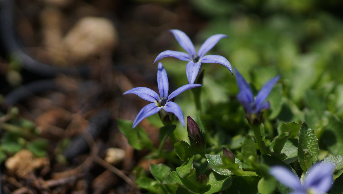 Isotoma fluviatilis 'Dark Blue' - Blauer Bubikopf