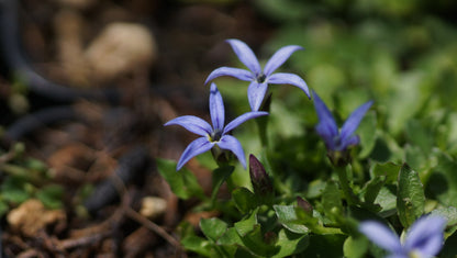 Isotoma fluviatilis 'Dark Blue' - Blauer Bubikopf
