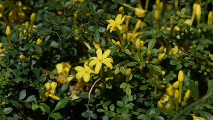 Jasminum parkeri - Zwerg-Jasmin