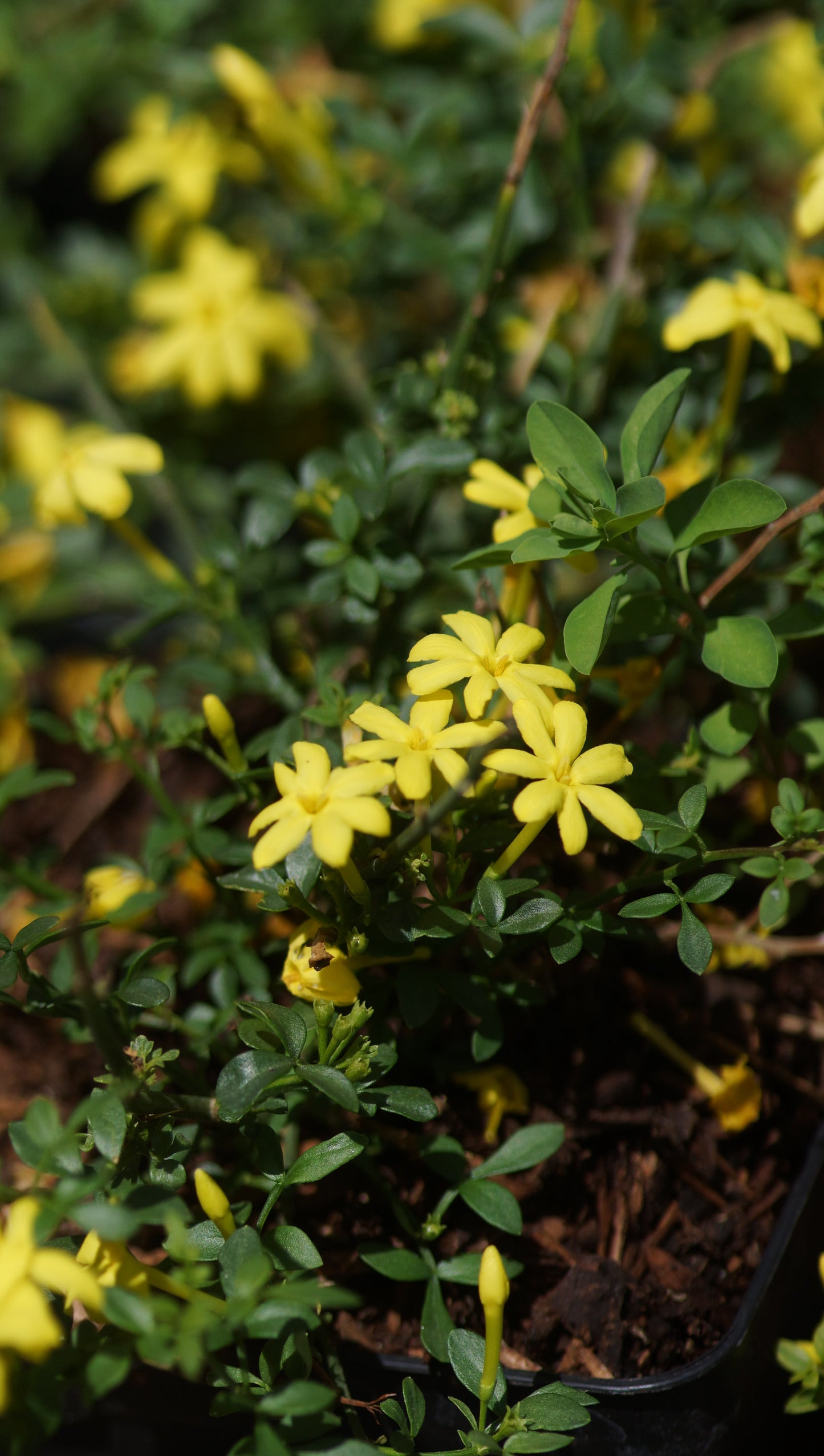 Jasminum parkeri - Zwerg-Jasmin